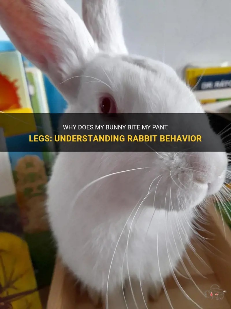 Why Does My Bunny Bite My Pant Legs Understanding Rabbit Behavior