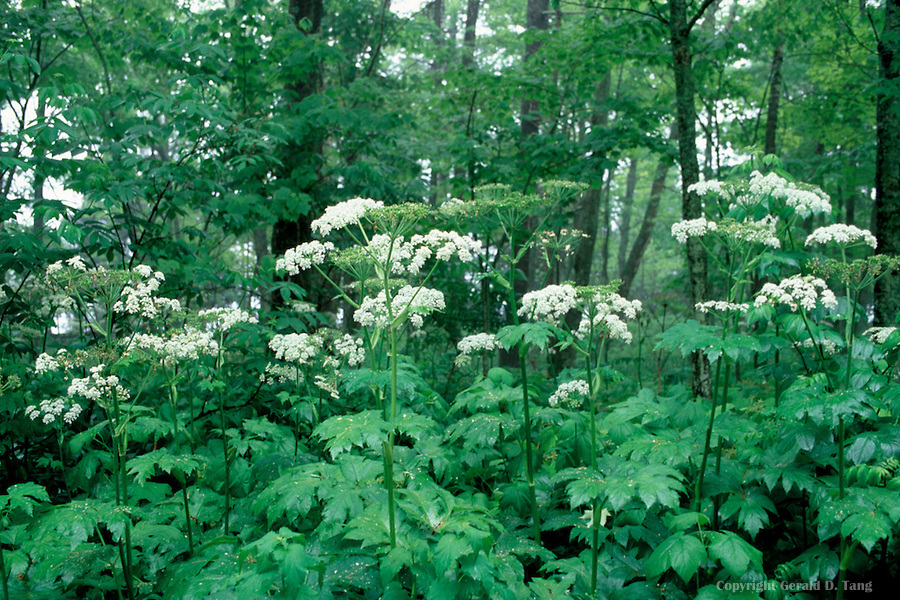 The Secwepemc use of wild plants Shuswap Passion