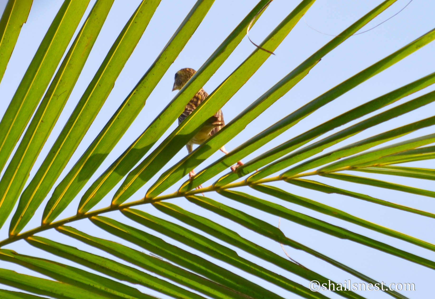 Baya Weaver Shots and captures