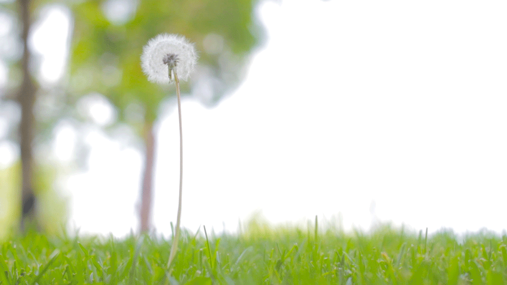 Cinemagraph Collection shutterislands