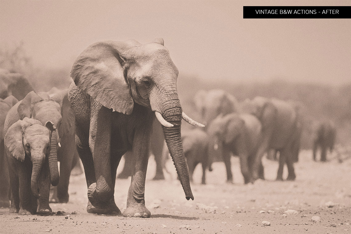 Vintage Black & White Actions Shutter Pulse