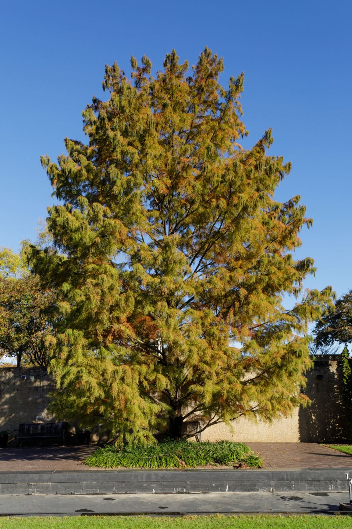 Taxodium distichum var. imbricarium Pond Cypress Smithsonian Gardens