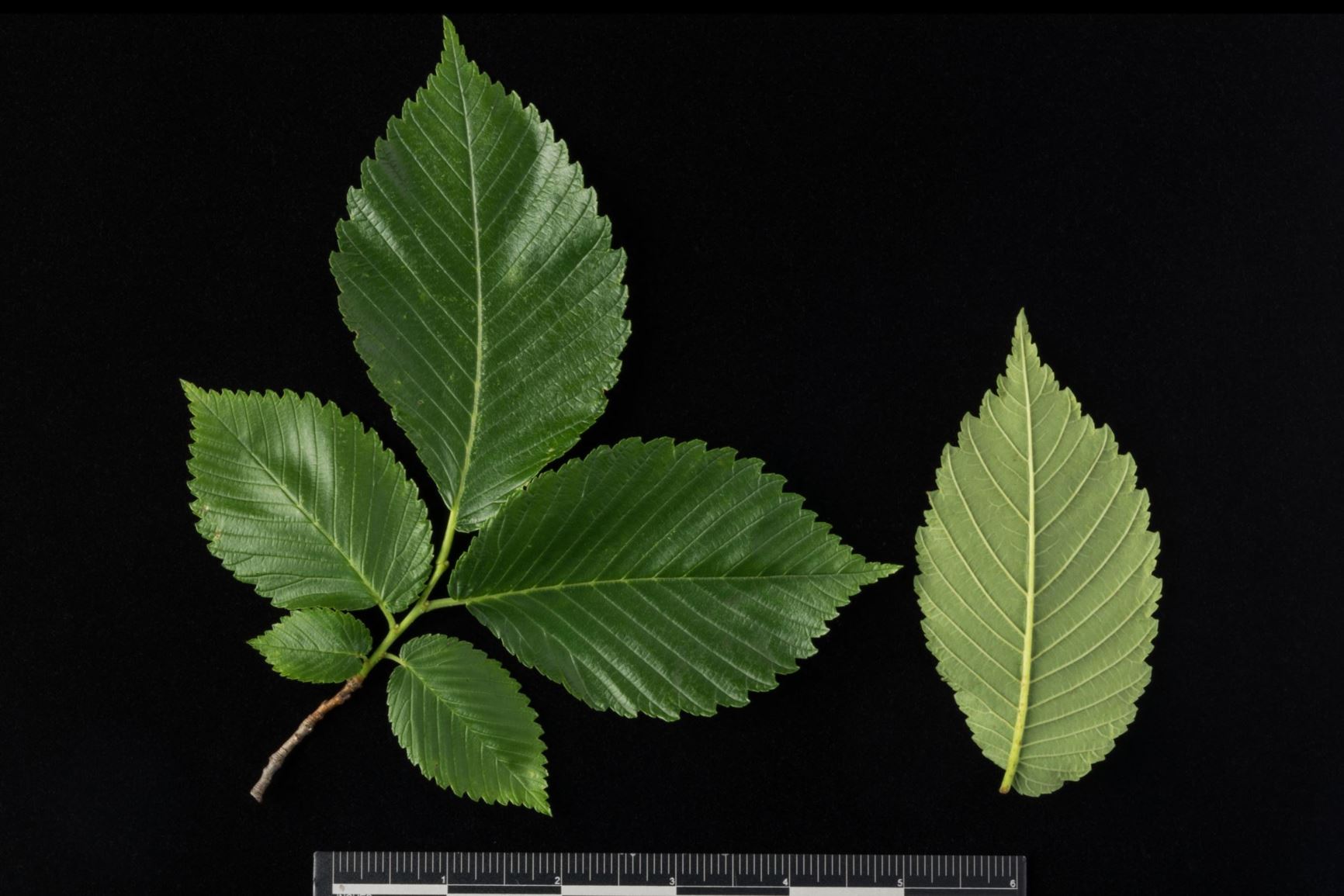 Ulmus americana 'Princeton' American Elm cultivar, Princeton Elm