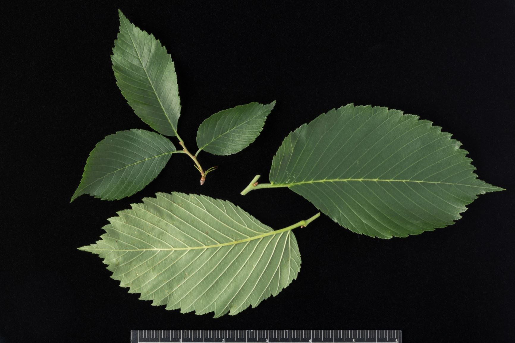 Ulmus americana 'Jefferson' American Elm cultivar Smithsonian Gardens
