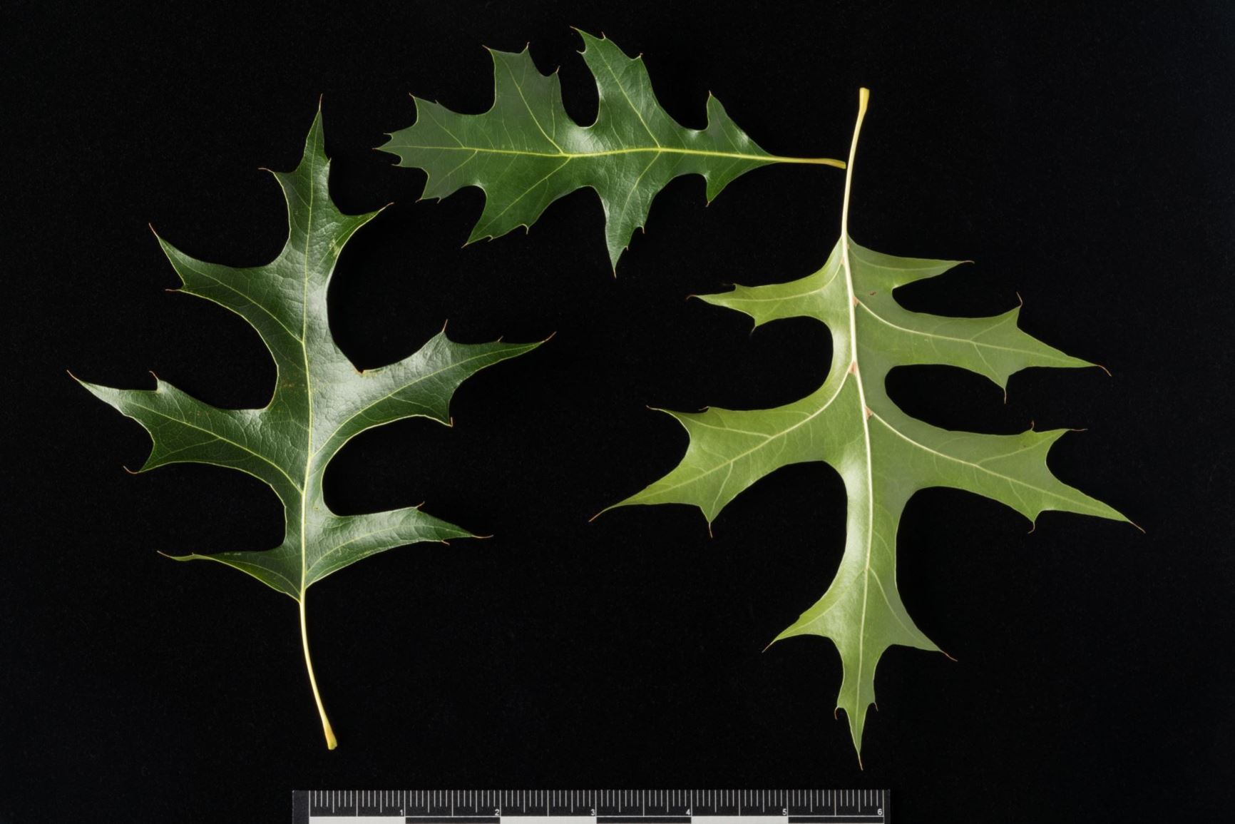 Quercus texana Nuttall Oak, Texas Red Oak Smithsonian Gardens