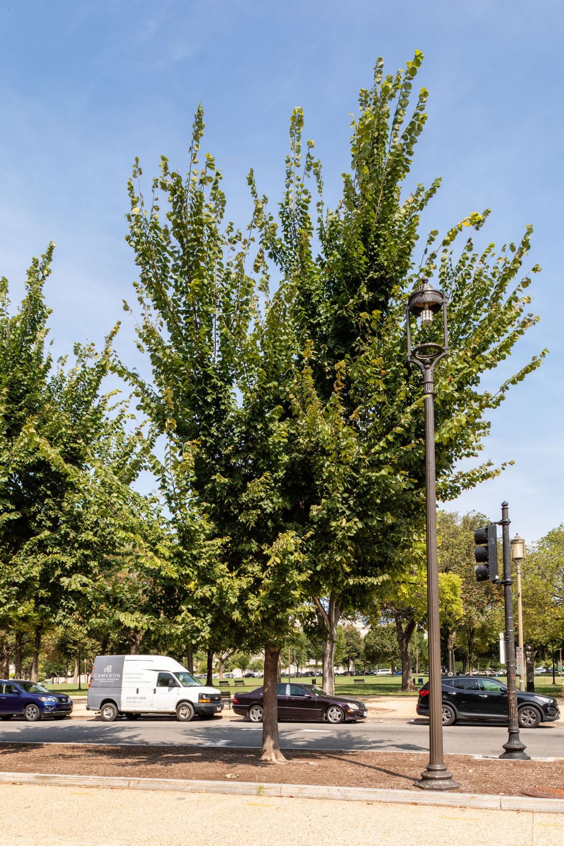 Ulmus americana 'Jefferson' American Elm cultivar Smithsonian Gardens