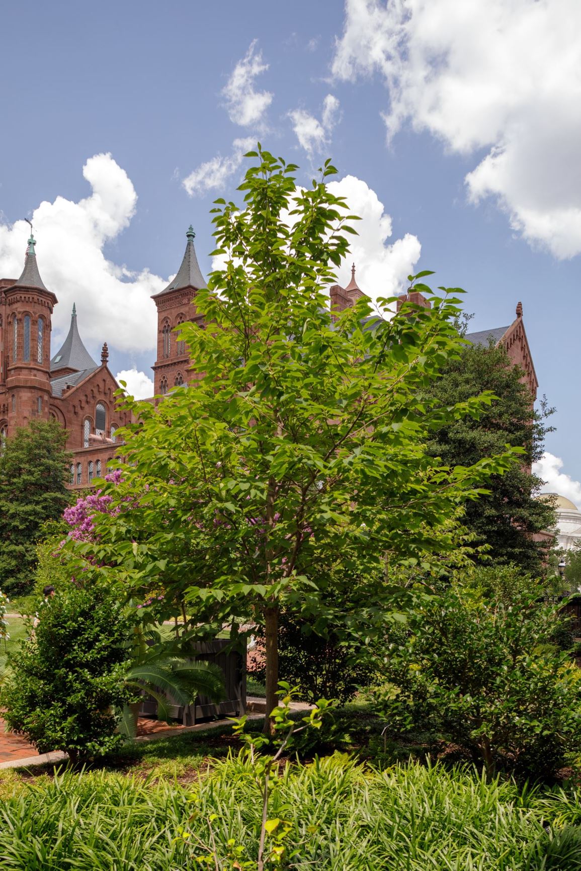 Halesia monticola var. vestita Carolina Silverbell, Mountain