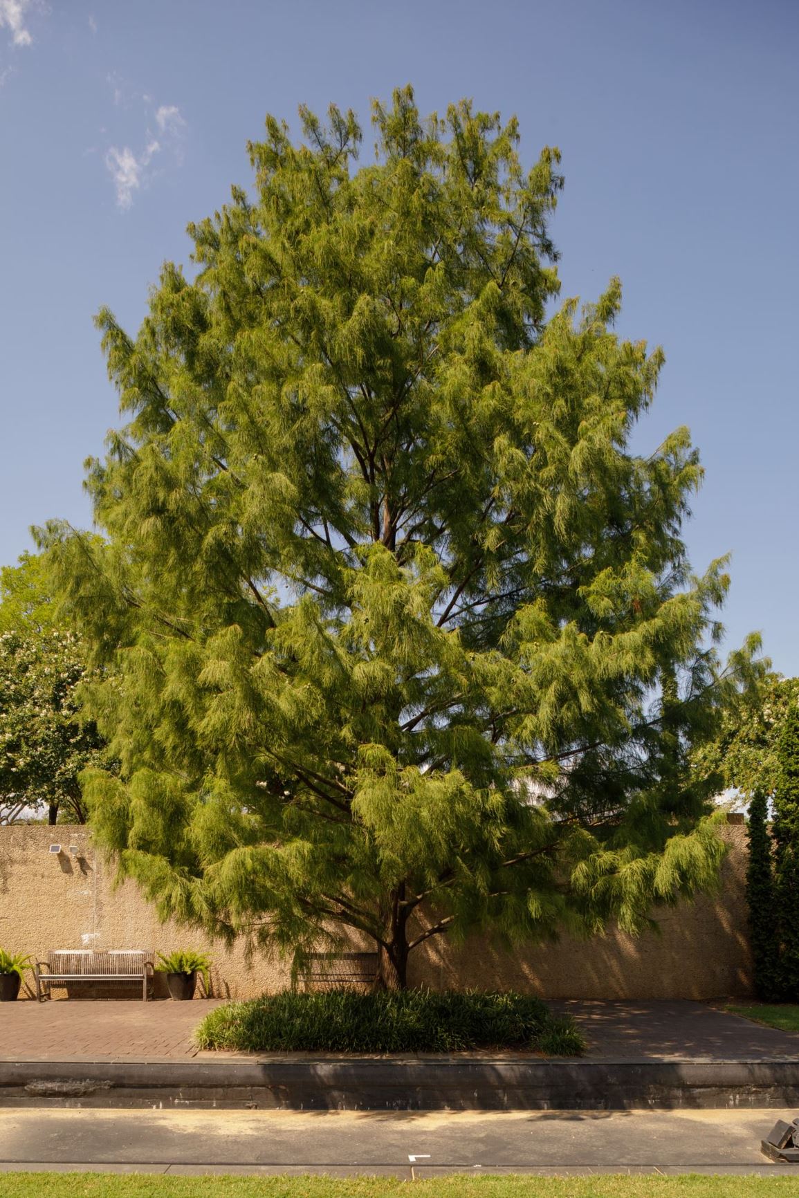 Taxodium distichum var. imbricarium Pond Cypress Smithsonian Gardens