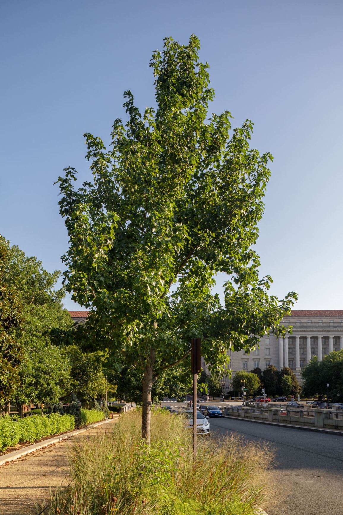 Liquidambar styraciflua 'Rotundiloba' Roundleaf Sweetgum