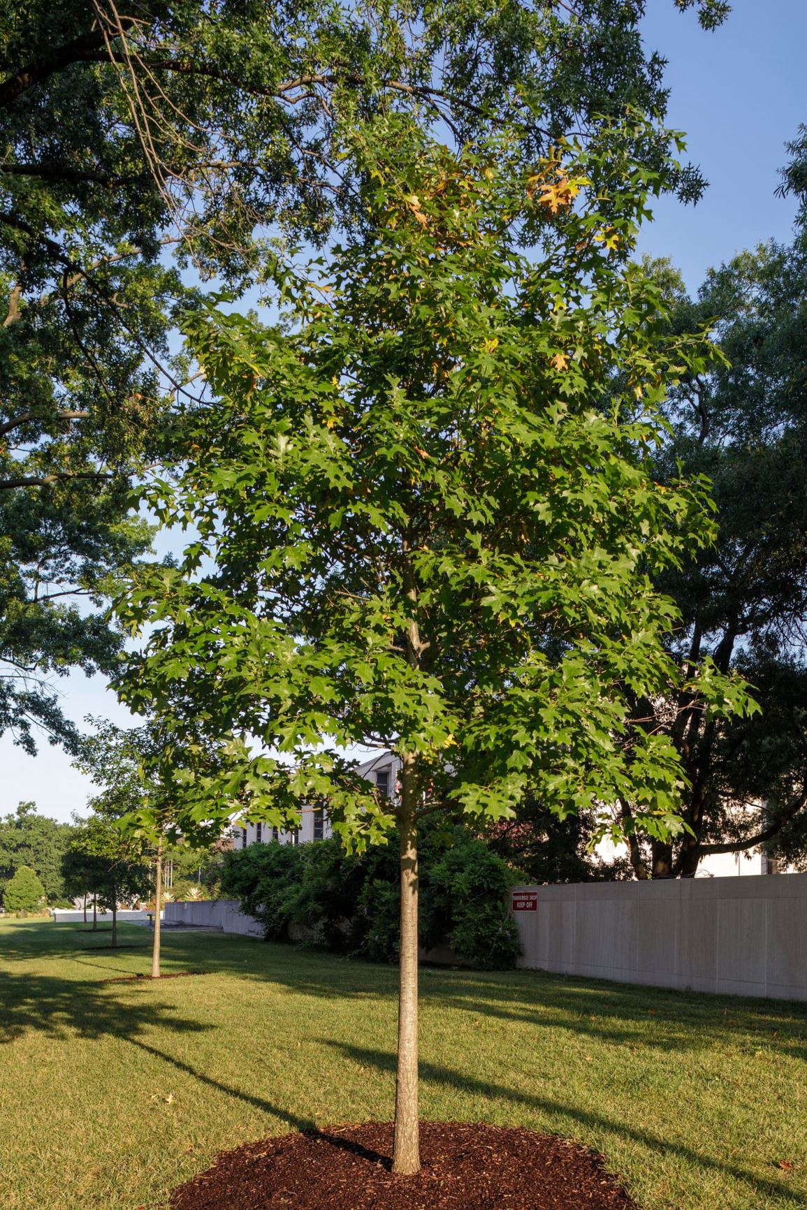 Quercus texana Nuttall Oak, Texas Red Oak Smithsonian Gardens
