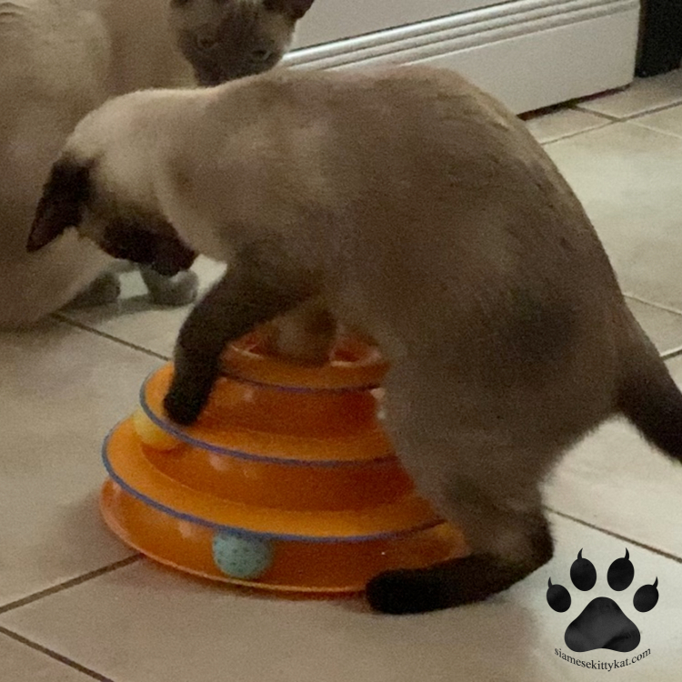 How Much Do Siamese Cats Cost A Pricing Guide