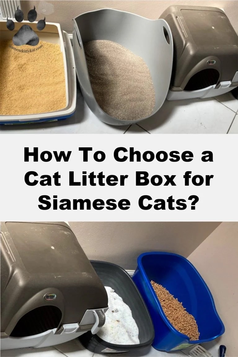 Choosing a Cat Litter Box for Siamese Cats