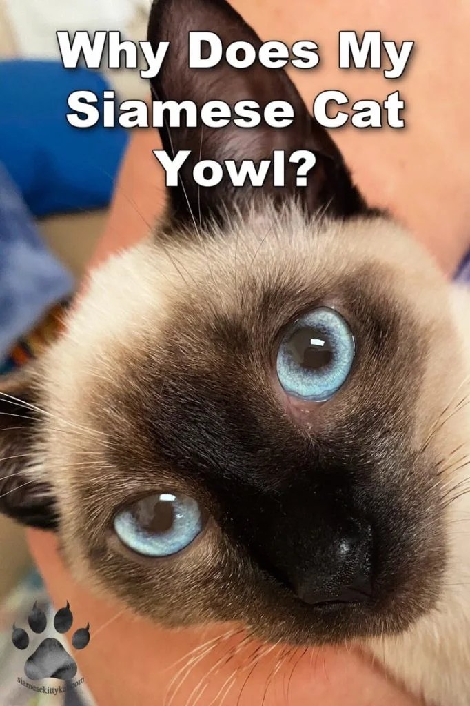 Why Does My Siamese Cat Yowl?