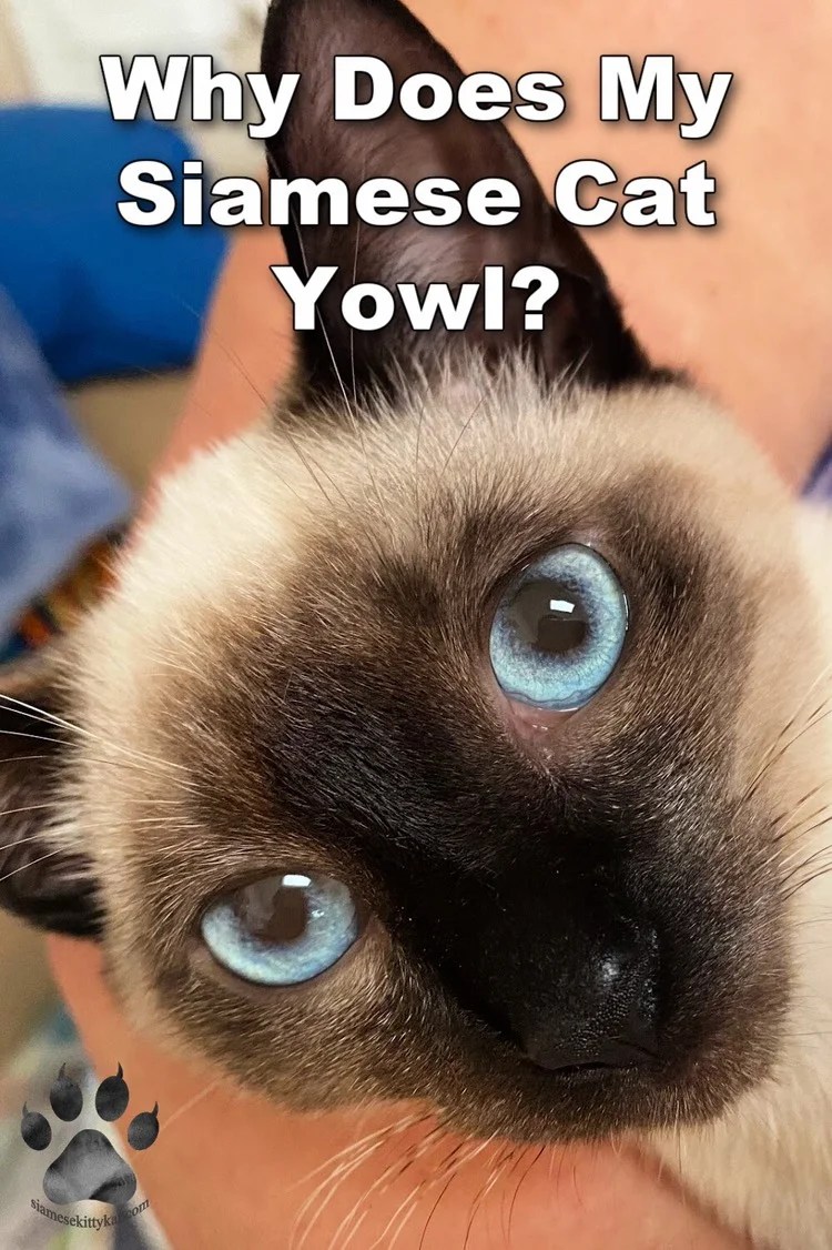 Why Does My Siamese Cat Yowl?