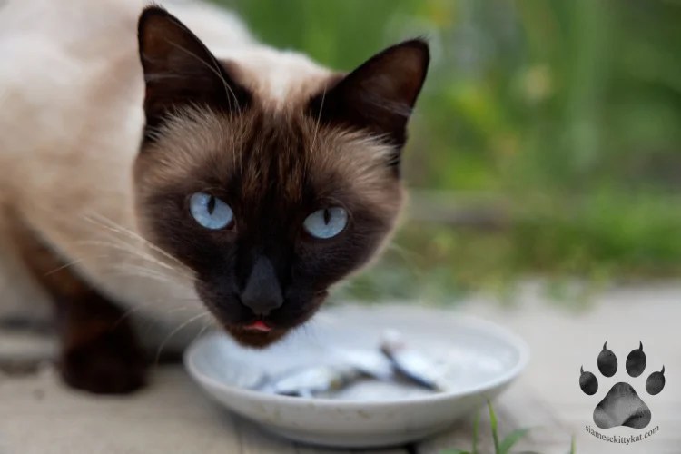 How to Know If a Siamese Kitten Is Eating Enough?