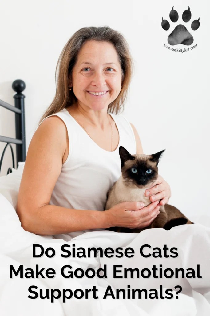 Do Siamese Cats Make Good Emotional Support Animals?