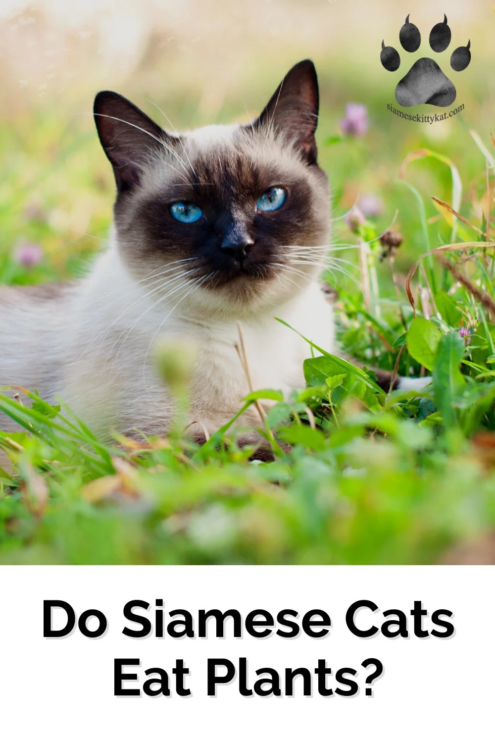 Do Siamese Cats Eat Plants? Understanding Their Diet