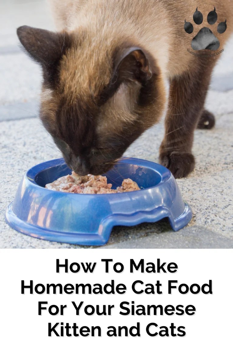 Make Cat Food for Your Siamese Guide for Kittens & Cats