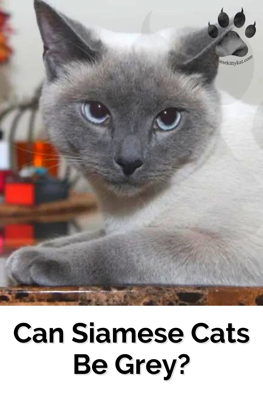 Grey Siamese Cats Is It Possible? A Detailed Look