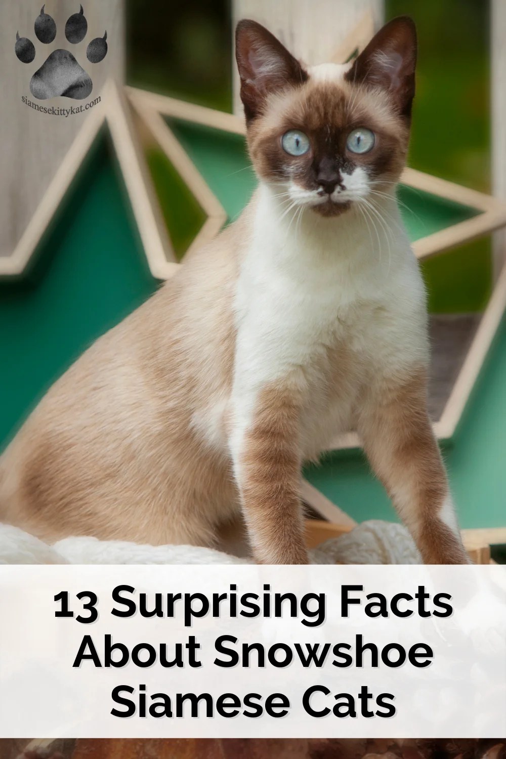 Snowshoe Siamese Cats 13 MustKnow Facts