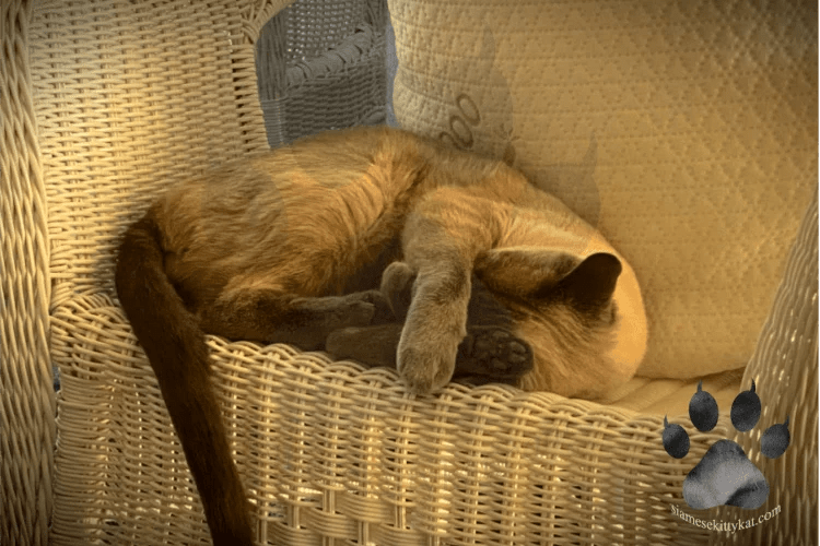 Siamese Cats' Sleep Patterns How Many Hours?