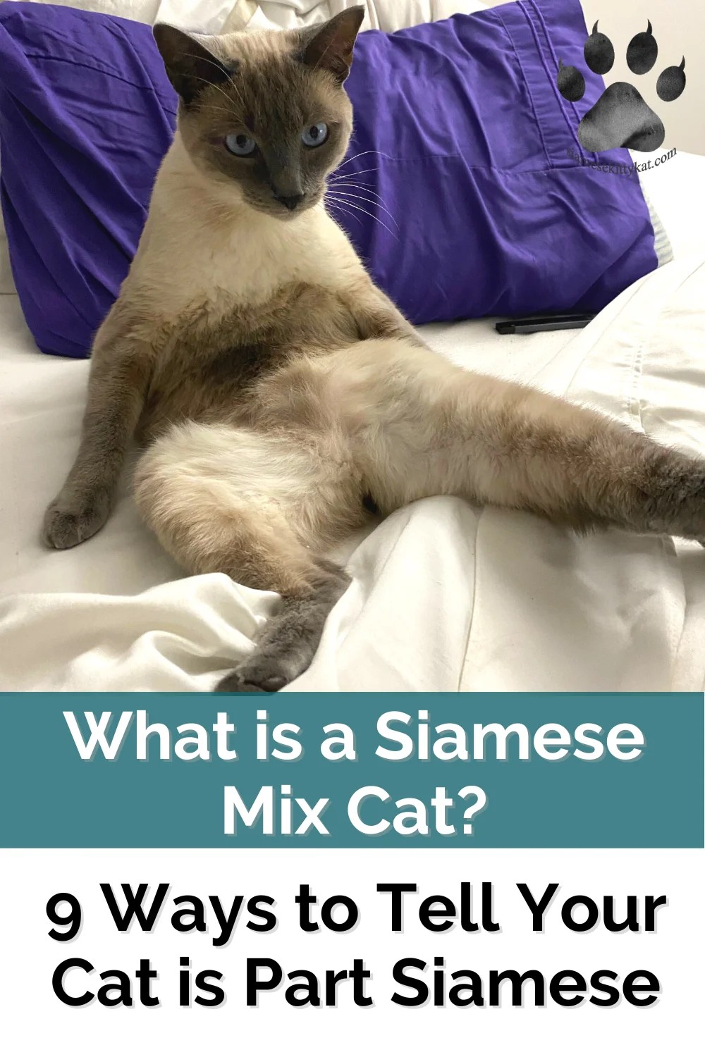 Siamese Mix Cat 9 Ways to Identify Part Siamese Cats