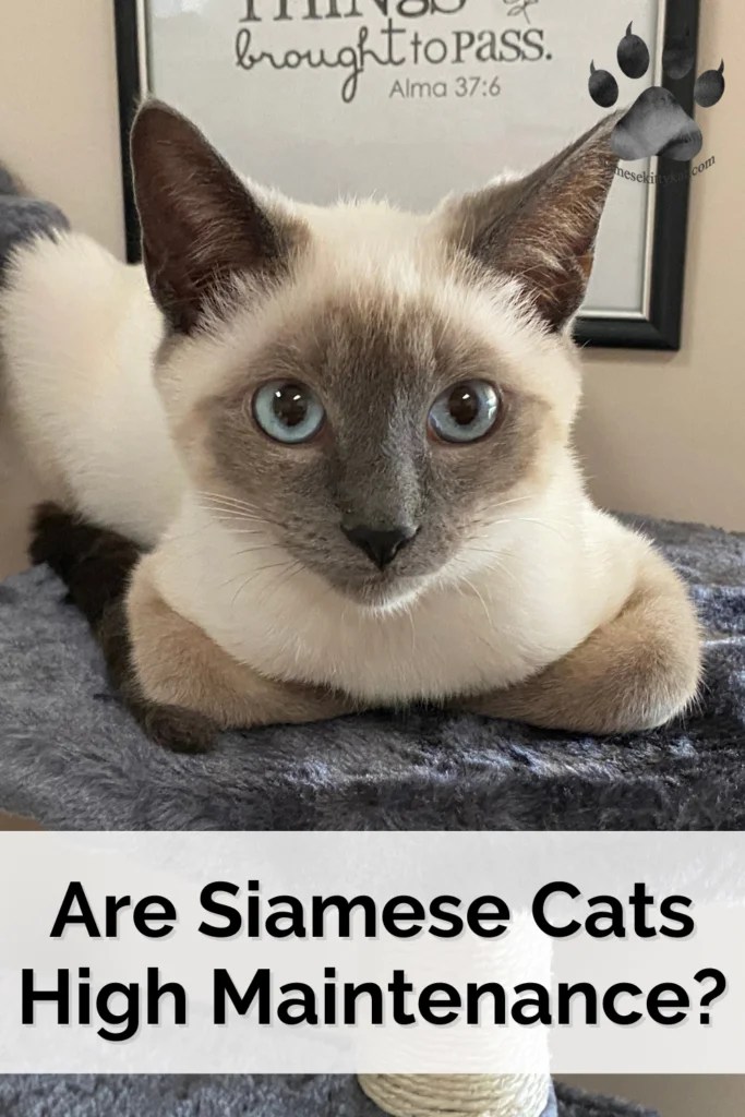 Siamese Cats Are They High Maintenance Pets?