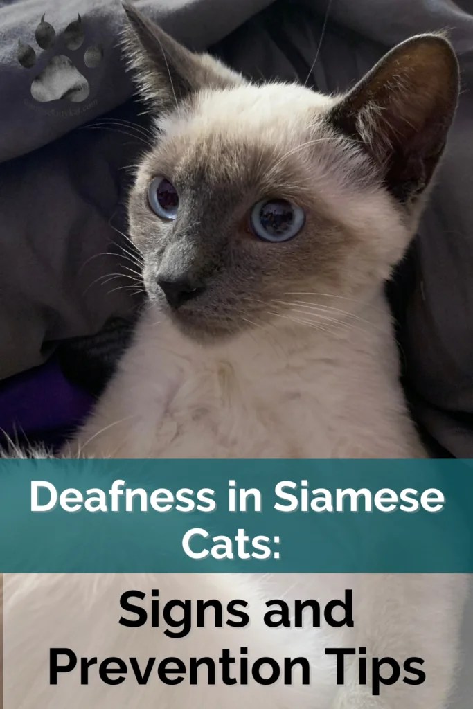 Siamese Cat Deafness Recognize Signs & Prevent