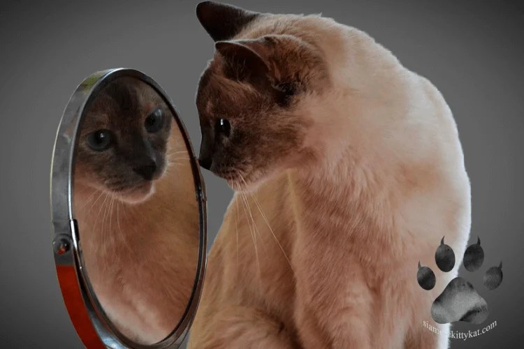 Siamese Cat Eye Problems Symptoms & Solutions