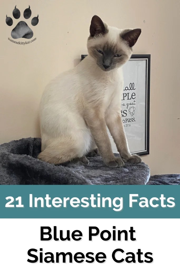 Blue Point Siamese Cats 21 Interesting Facts Revealed