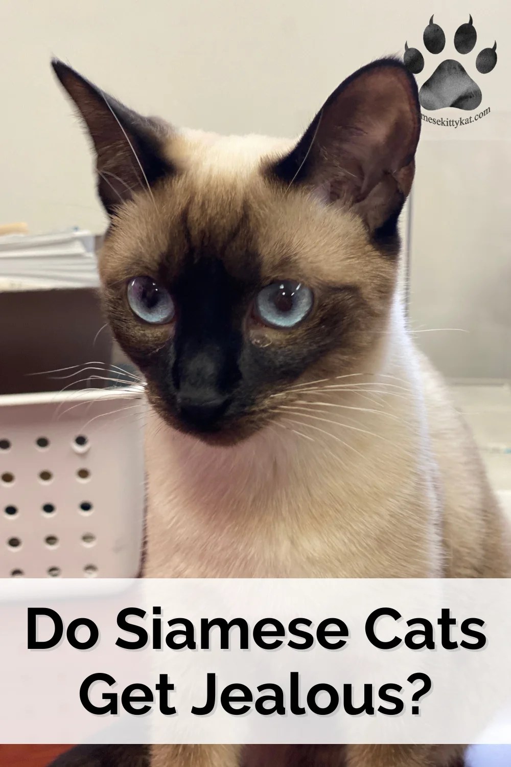 Jealousy in Siamese Cats Is It Real? Find Out Now
