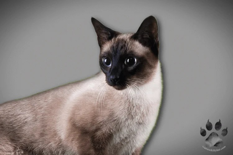 Do Siamese Cats Need Vitamins? Vets Weigh In!