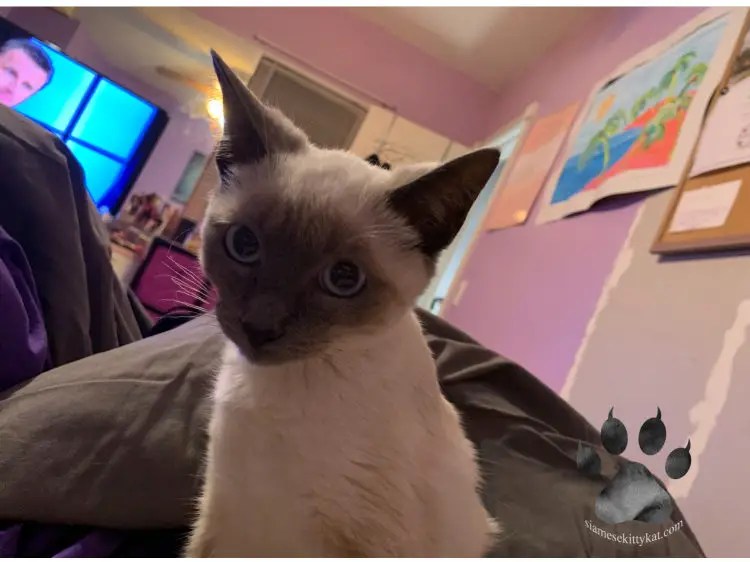 Can a Siamese Cat Have A Calico Kitten? Explore Now!