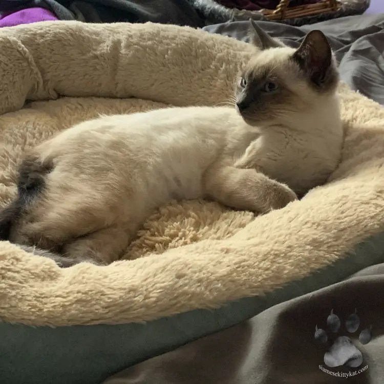 Why Siamese Cats Have Crooked Tails A Full Guide