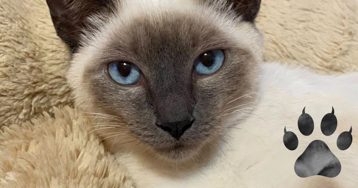 Do Siamese Cats Get Along With Dogs? An InDepth Guide