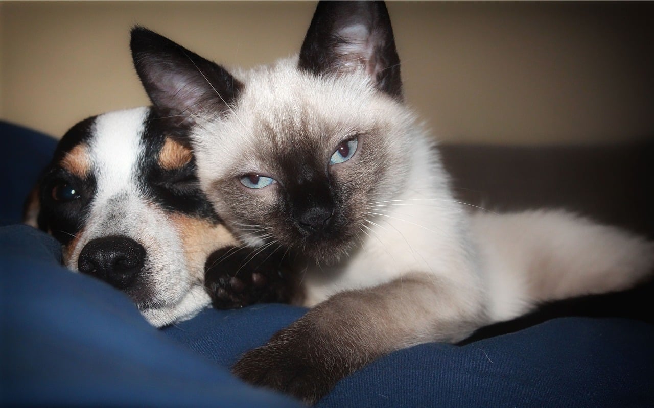 Do Siamese Cats Get Along With Dogs? Siameseofday