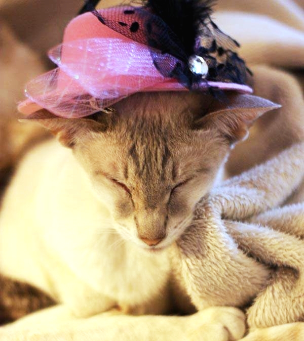 Den äldre katten Siameslinjen