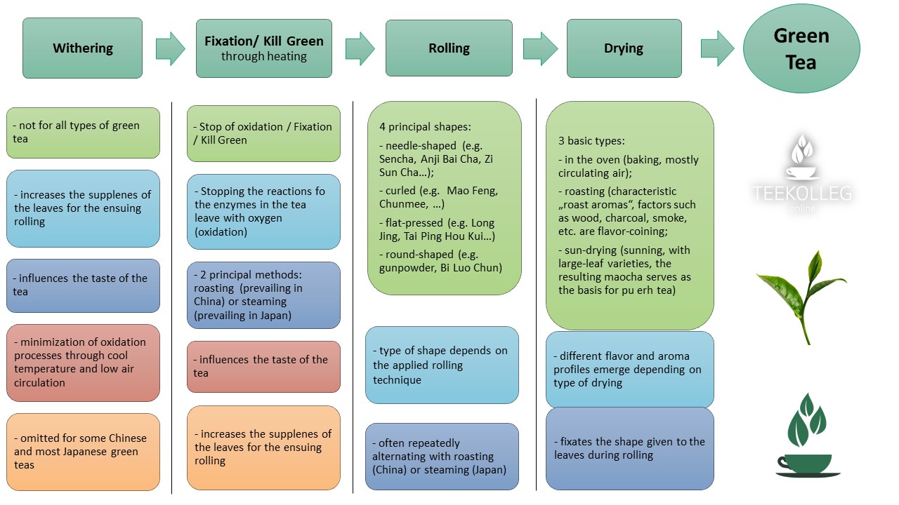 siamteas Lesson 8/3 Green Tea Processing siamteas