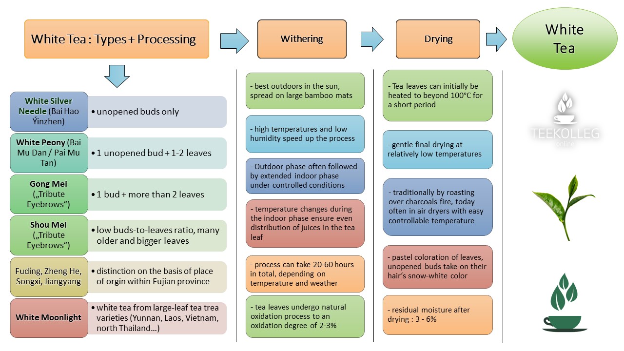 siamteas White Tea Processing Overview of processing steps and types