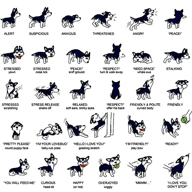 Understanding Husky Body Language SonderLives