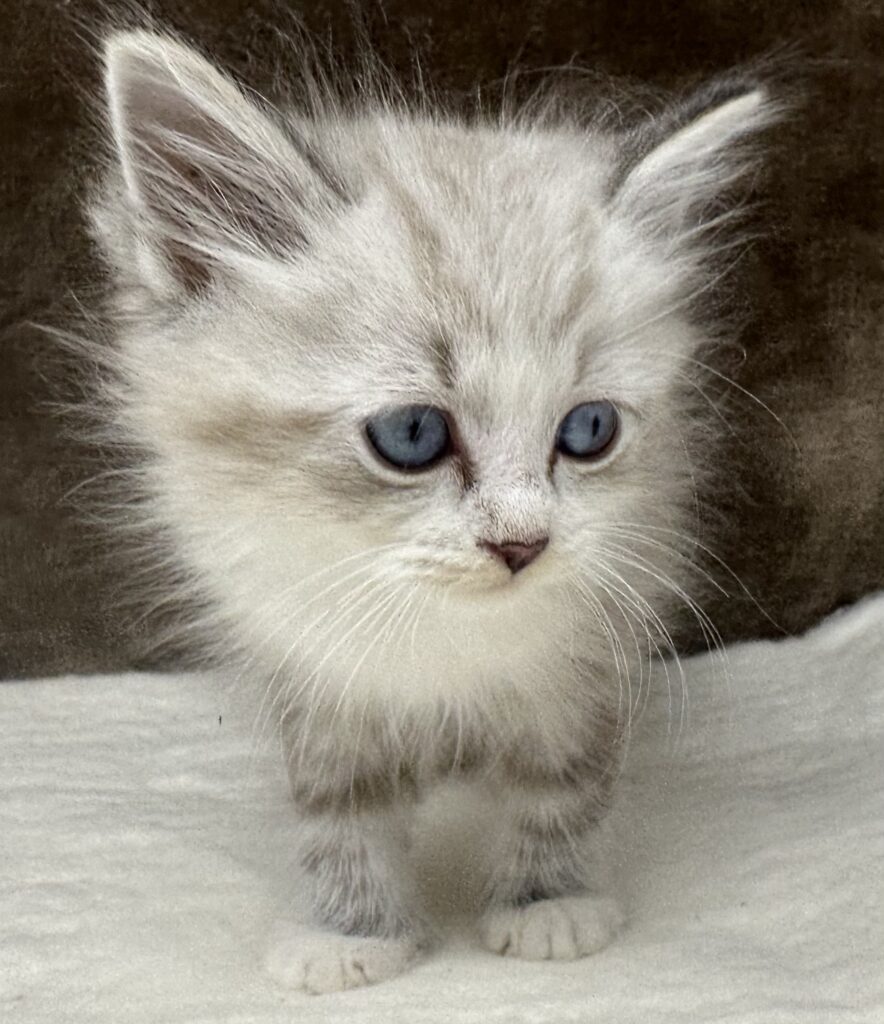 GRAND RAPIDS, MICHIGAN SIBERIAN KITTENS Siberian Kittens of America, LLC