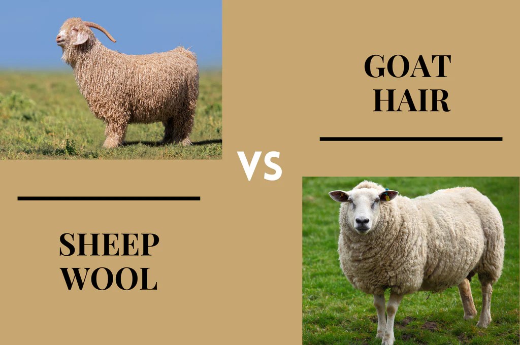 Goat Hair vs. Sheep Wool Comfort Meets Warmth Siberia Spirit