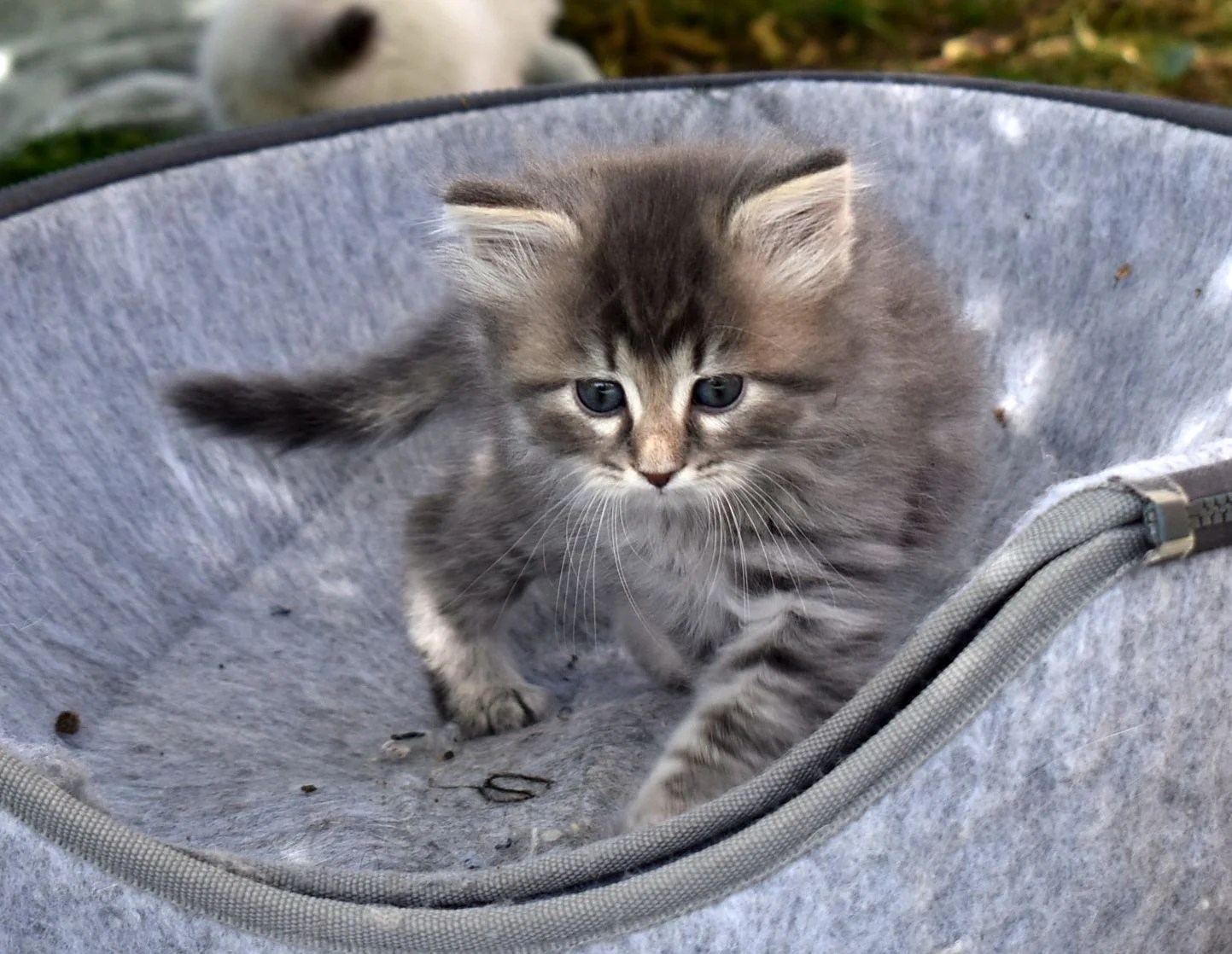 ++ 50 ++ chat hypoallergénique a vendre 829384