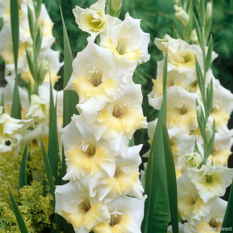 Gladiolus BREAK OF DAWN Sibullilled