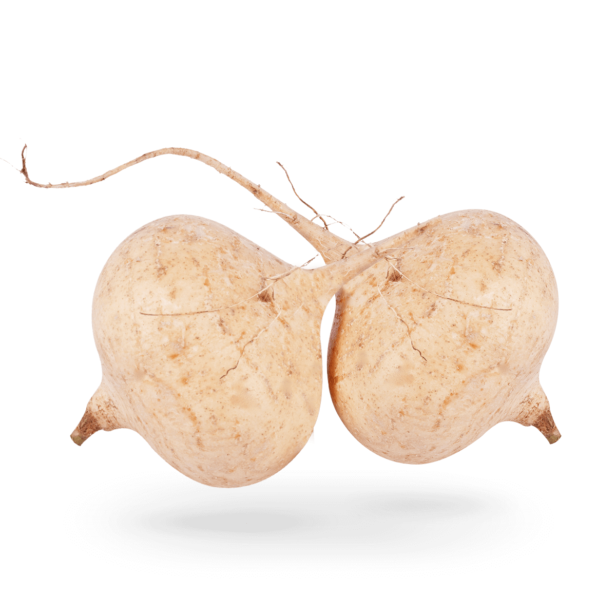 Lista 94+ Foto Como Se Dice Jicama En Ingles Alta Definición Completa