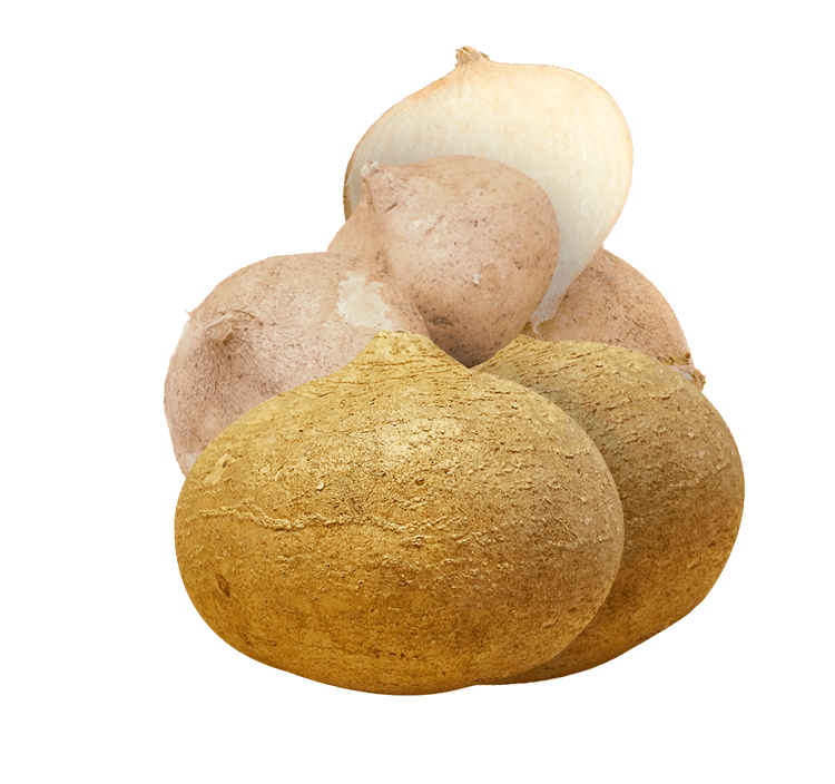 Lista 94+ Foto Como Se Dice Jicama En Ingles Alta Definición Completa