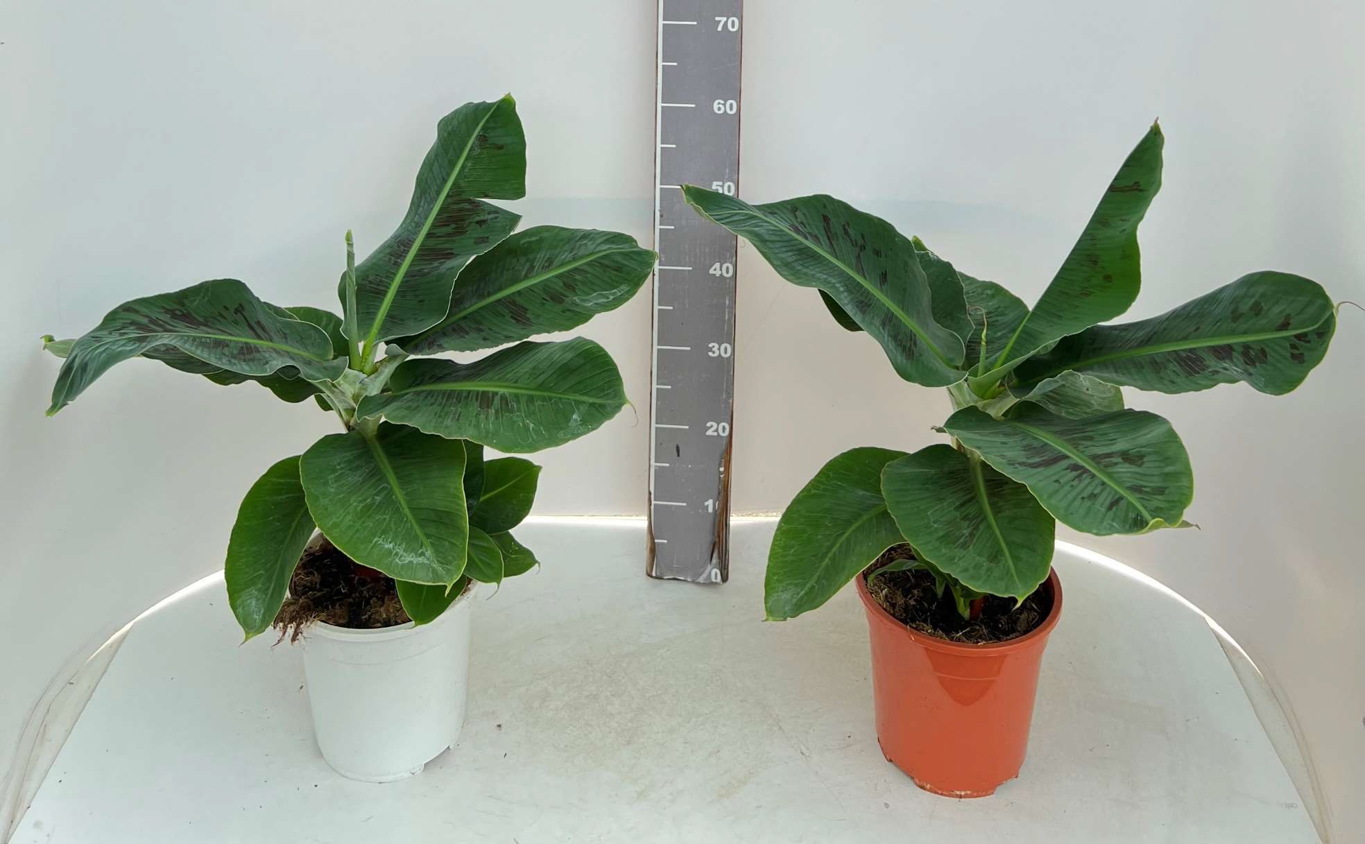 Fruit Bearing plants Sicil Impex