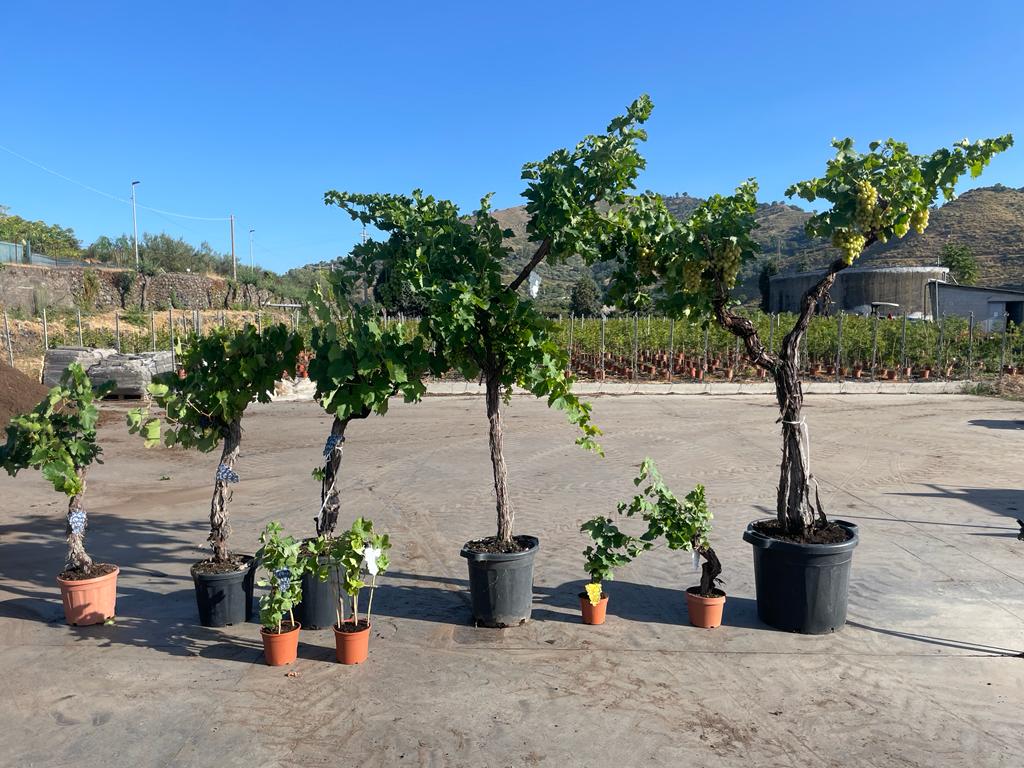 Fruit Bearing plants Sicil Impex