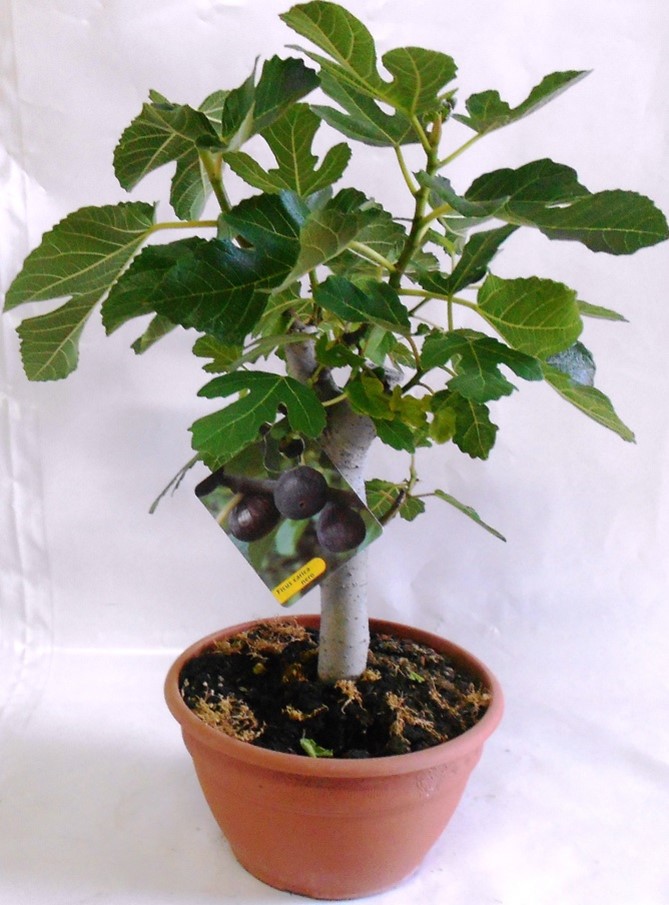 Fruit Bearing plants Sicil Impex