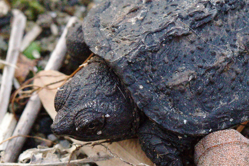 Jamaica Pond Baby Snapping Turtle » Skinny in a Land of Plenty